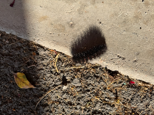 Giant Leopard Moth