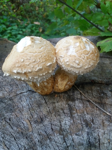 Destructive Pholiota