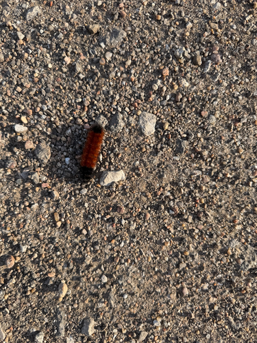 Isabella Tiger Moth