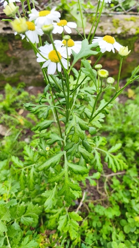 feverfew