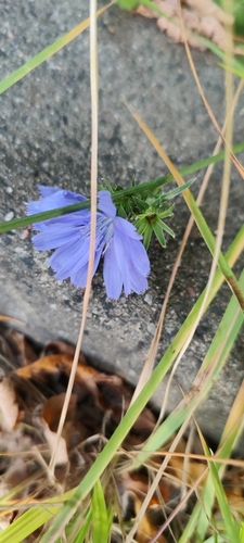chicory
