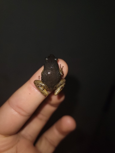 Saffron-bellied Frog