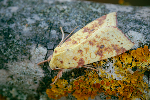 The Sallow