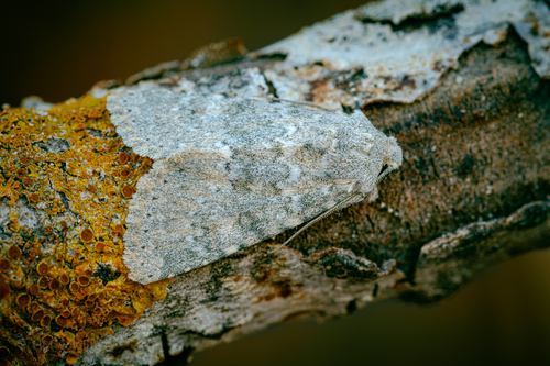 Polymixis dubia