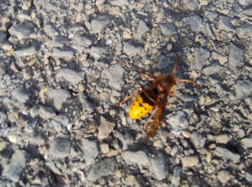 European Hornet