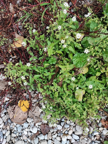 Water Chickweed