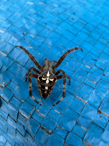 Cross Orbweaver