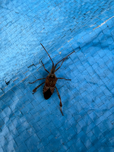 Western Conifer Seed Bug