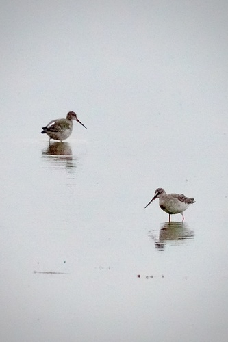 Spotted Redshank