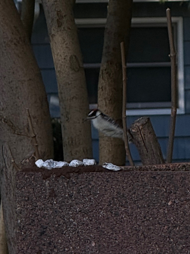 Downy Woodpecker