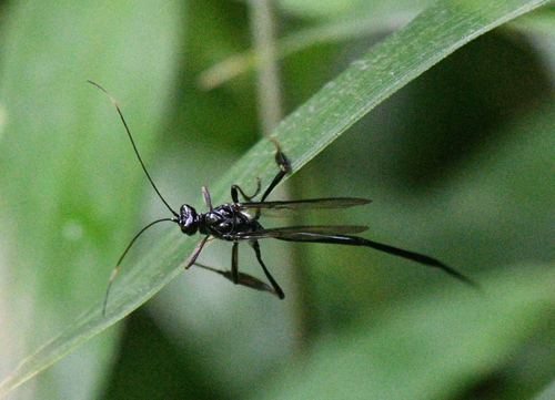 American Pelecinid Wasp