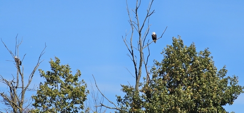 Bald Eagle