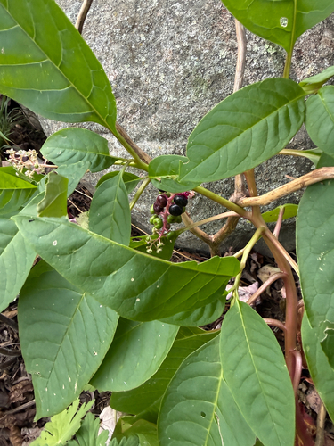 American pokeweed