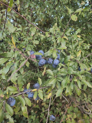Blackthorn