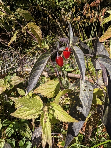 bittersweet nightshade
