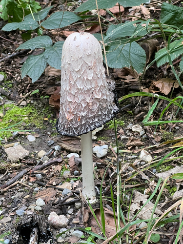 Shaggy Mane