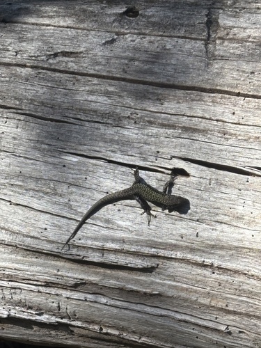 Common Wall Lizard