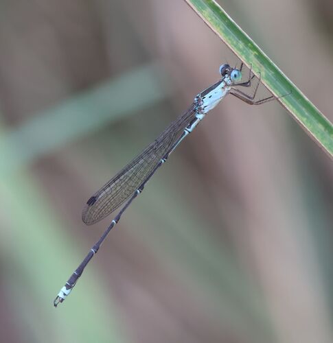 Davenport’s False Spreadwing