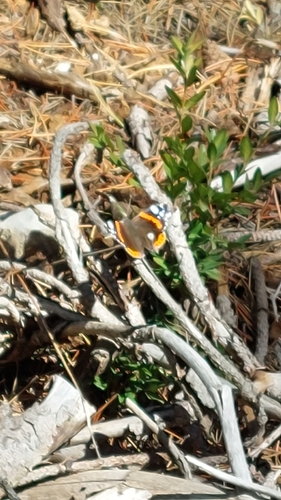 Old World Red Admiral
