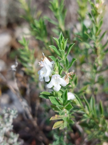 Winter Savory