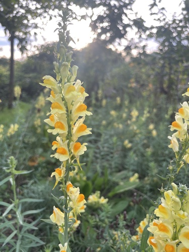 common toadflax