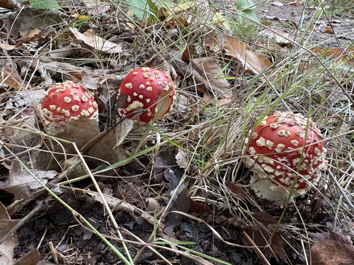 Fly Agaric