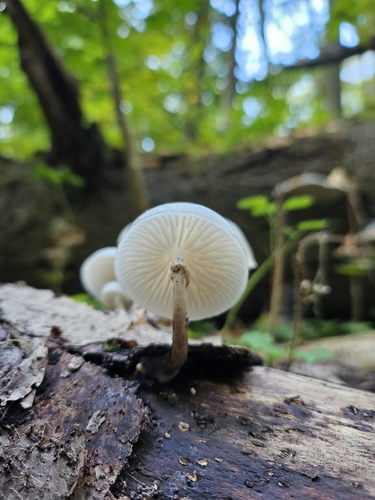 porcelain mushroom