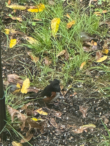 Eastern Towhee