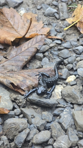 Alpine Salamander