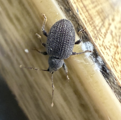 Rough strawberry root weevil