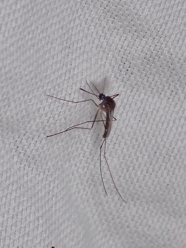 Sapphire-striped Mosquito