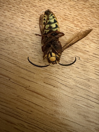 European Hornet
