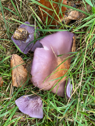 Blewit