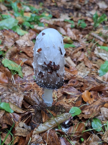 Shaggy Mane