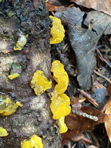 witch's butter