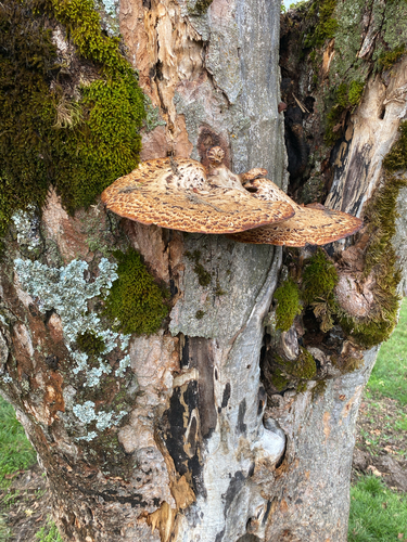 Dryad's Saddle