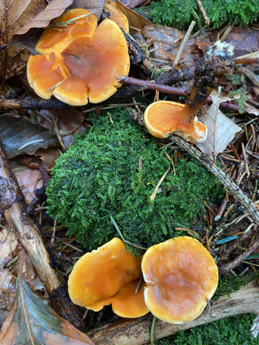 False Chanterelle