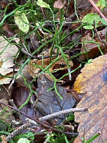 European Common Frog