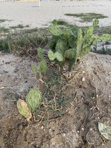 shell mound pricklypear
