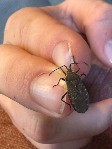 Squash Bug