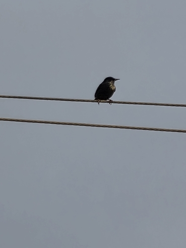 Spotless Starling