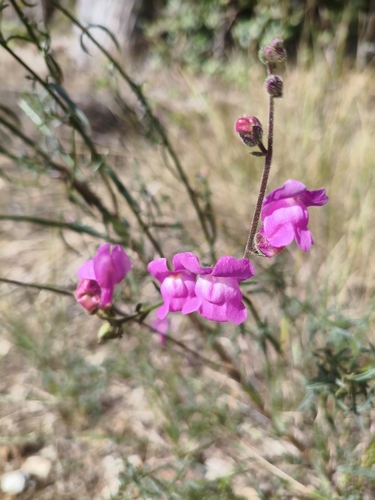 Spanish snapdragon