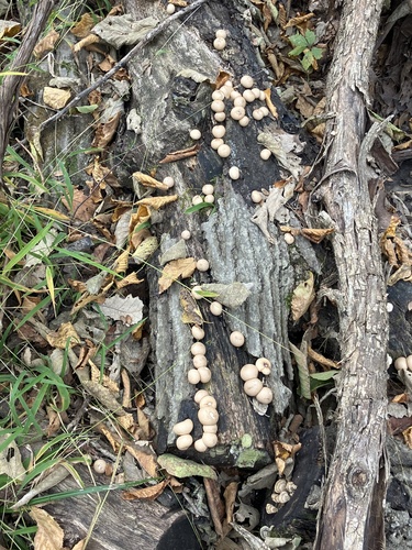 Pear-shaped Puffball