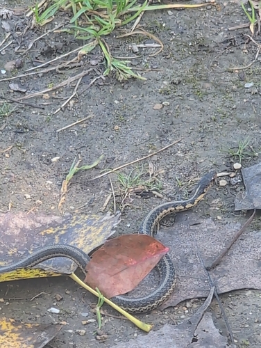 Common Garter Snake