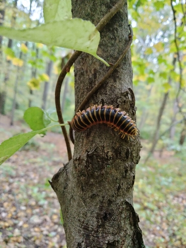 Aromatic Cherry Millipede