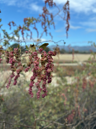 iNaturalist observation photo of big saltbush