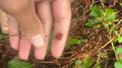 arrow-leaved tearthumb