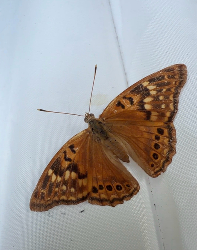 Tawny Emperor