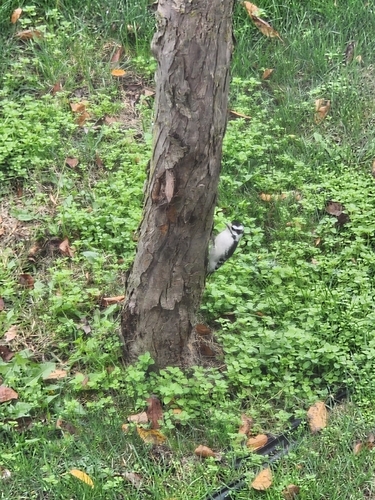 Downy Woodpecker