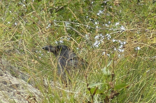 Common Raven